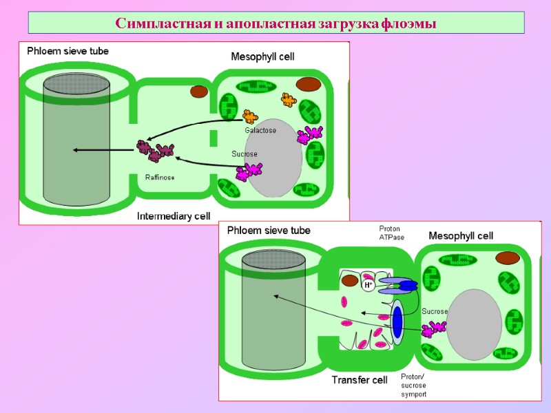 Симпластная и апопластная загрузка флоэмы